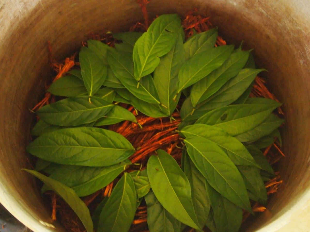 Retraite d'Ayahuasca de 5 jours en Équateur