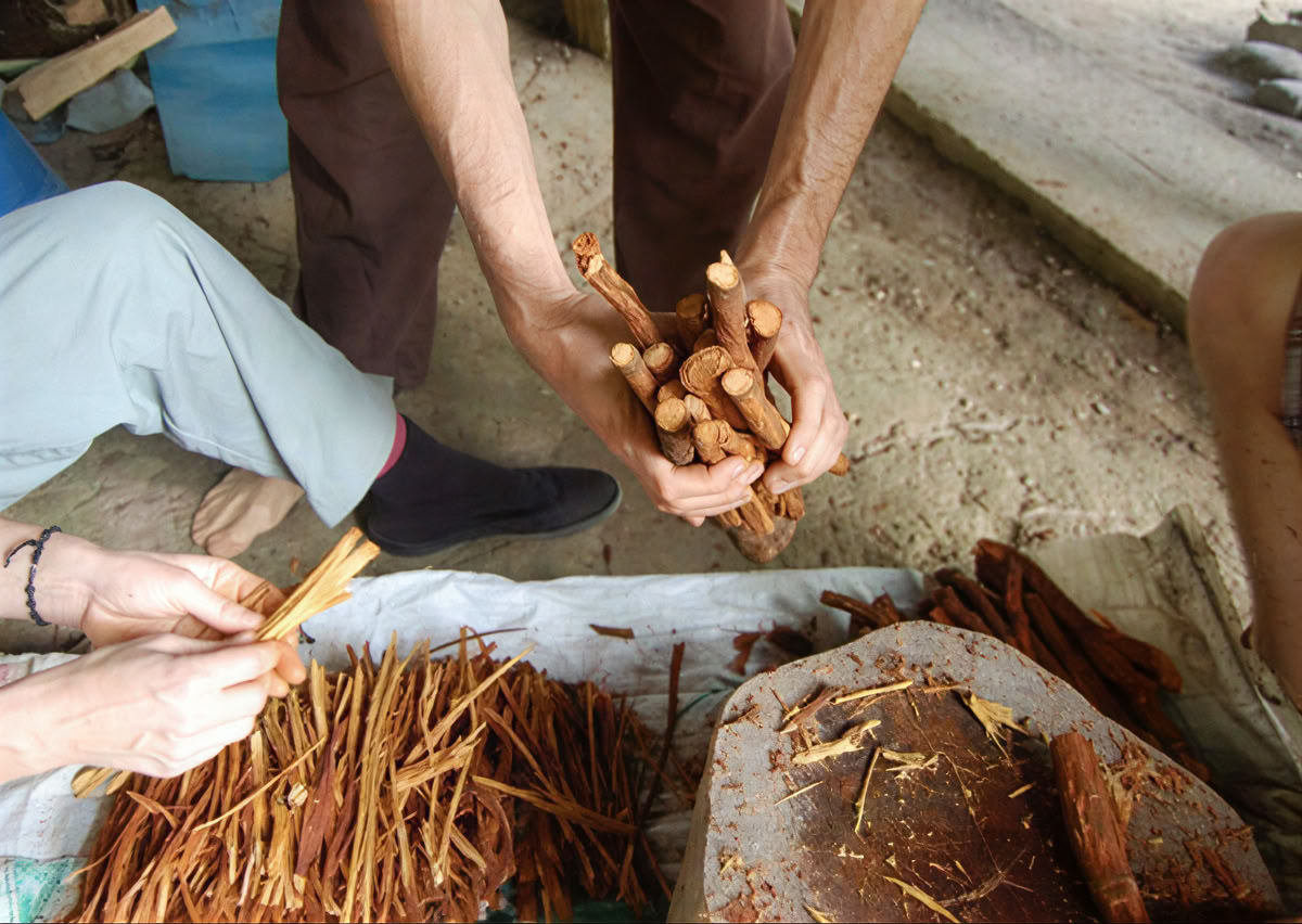 Cérémonie d’Ayahuasca en Équateur