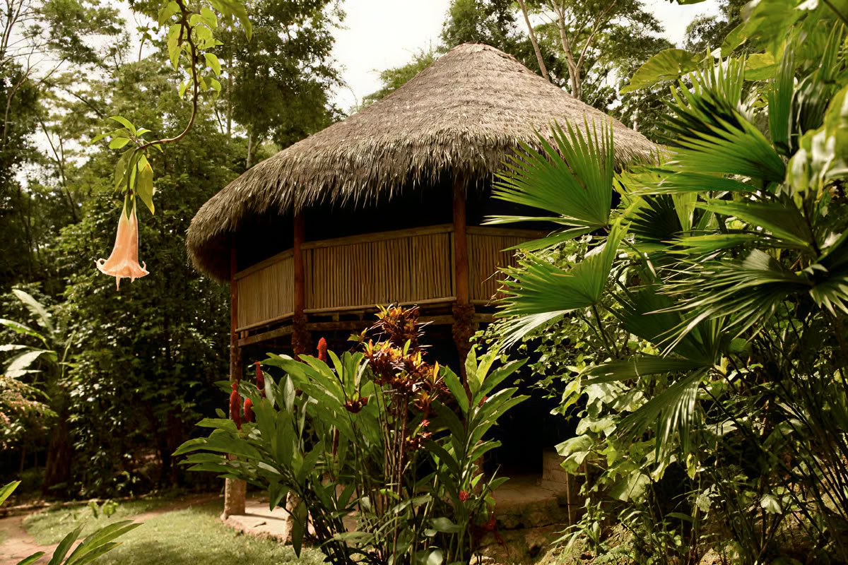 30 jours – Diète d’Ayahuasca et de plantes maîtresses