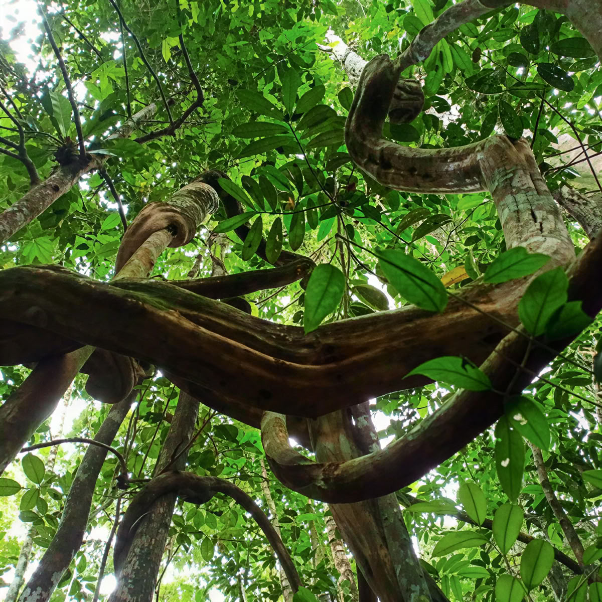 Retraite Ayahuasca et Machu Picchu de 13 jours