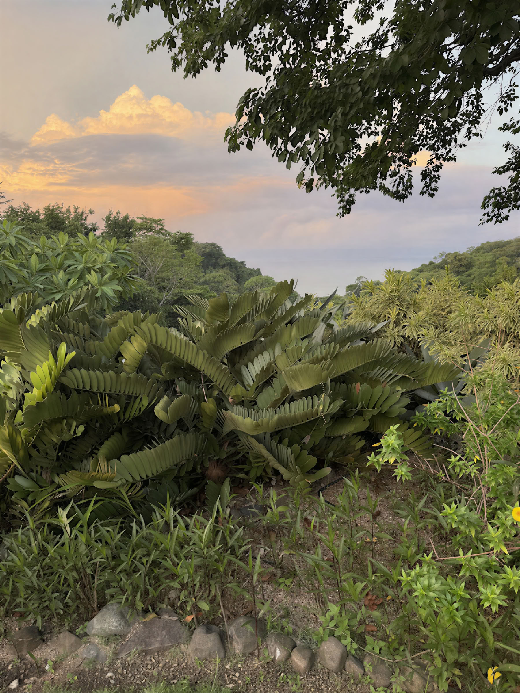 InwardBound Retraite privée au psilocybine : 4 jours, 2 séances de psilocybine - Pays-Bas / Costa Rica