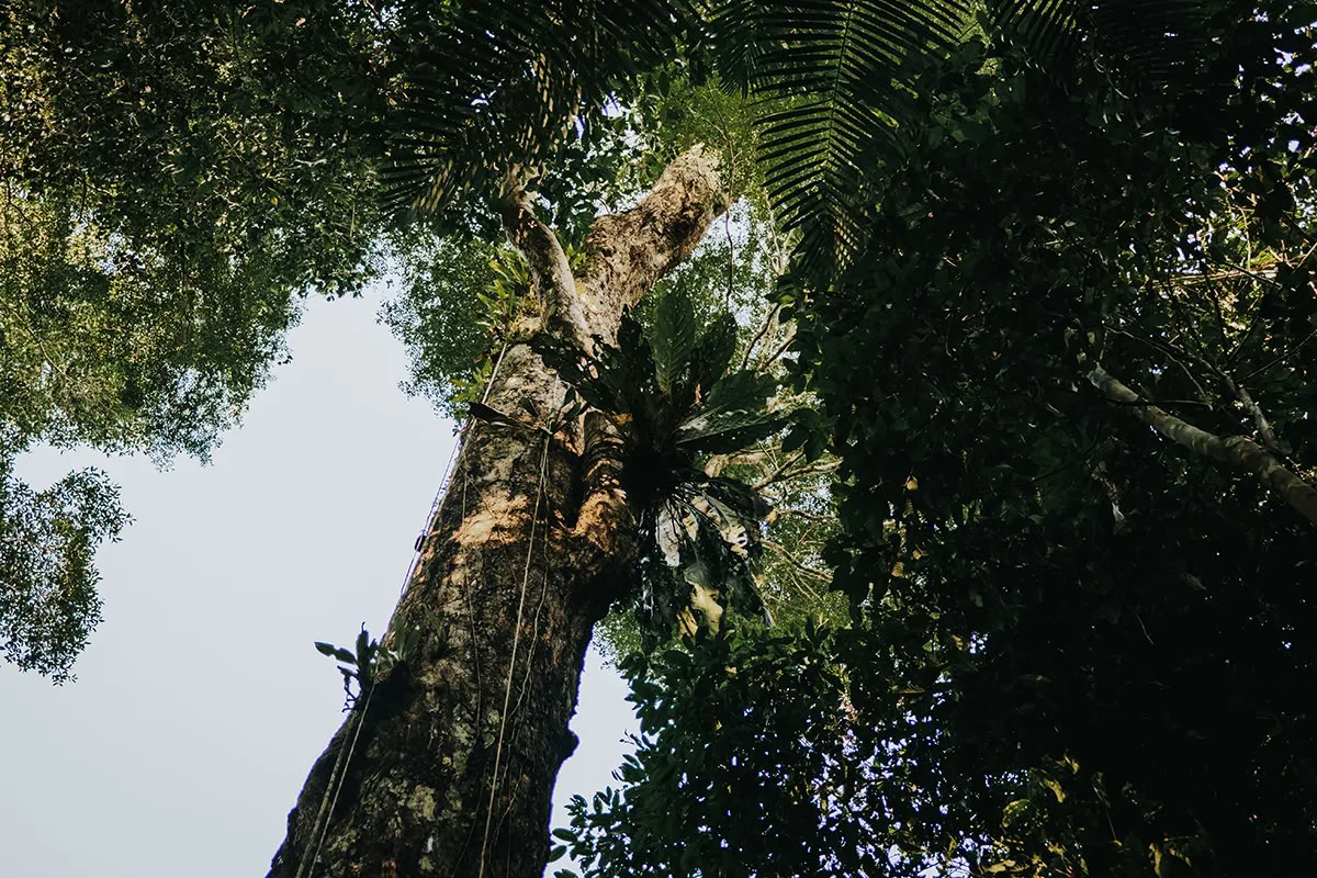 Retraite Ayahuasca Transformation