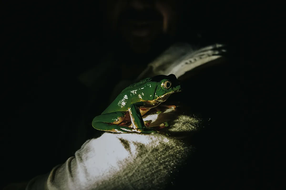 Retraite d'Ayahuasca de 11 jours au Pérou – 31 août - 10 septembre 2026 | Shipibo Healing & Integration