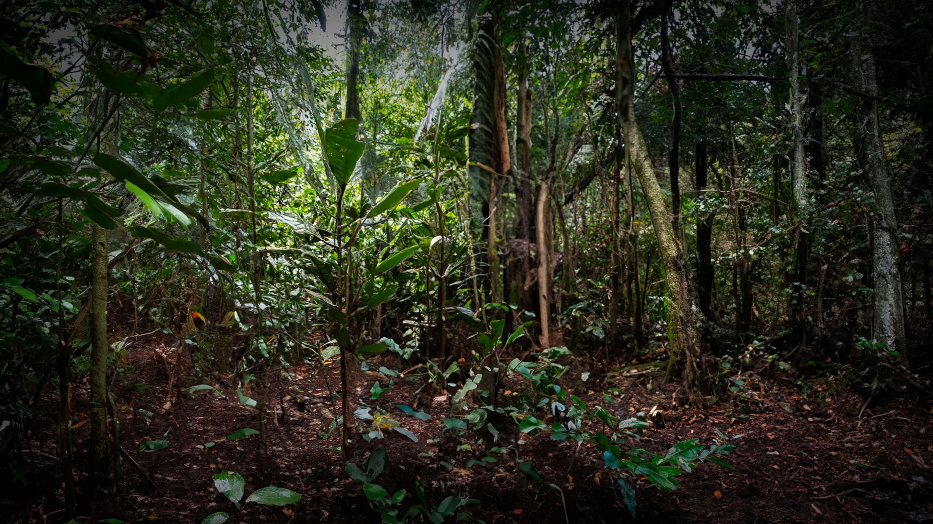 Retraite d'Ayahuasca de 11 jours au Pérou – 31 août - 10 septembre 2026 | Shipibo Healing & Integration