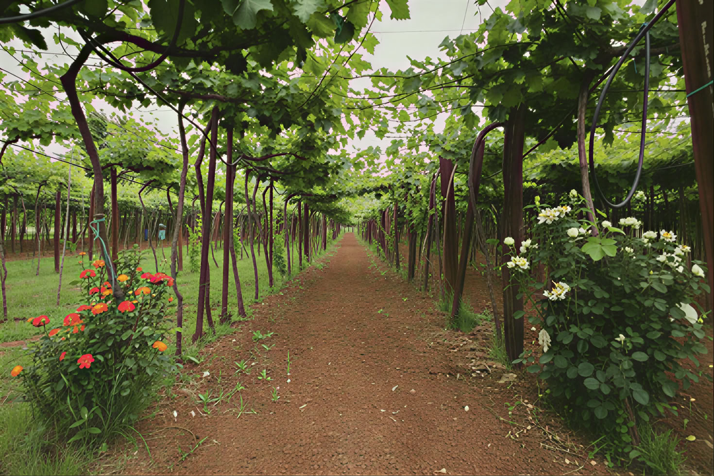 Visite des vins traditionnelle et moderne mixte