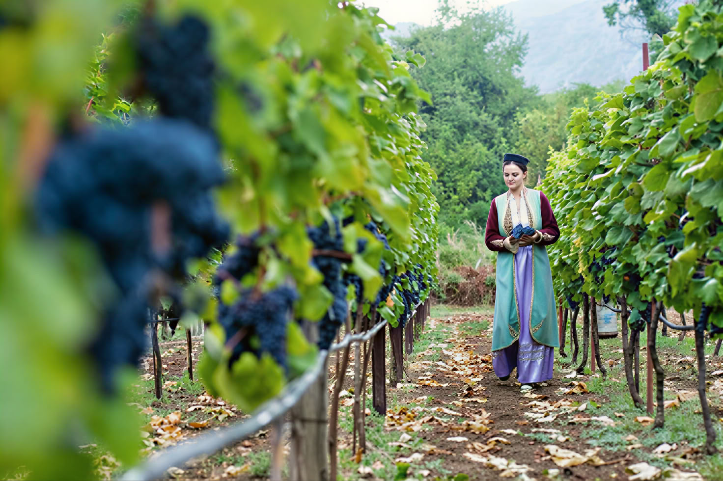 Tour de la route des vins de Crmnica