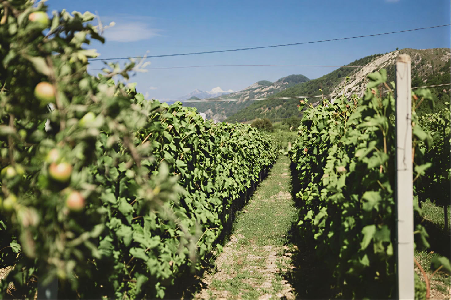 Tour de la route des vins du Monténégro
