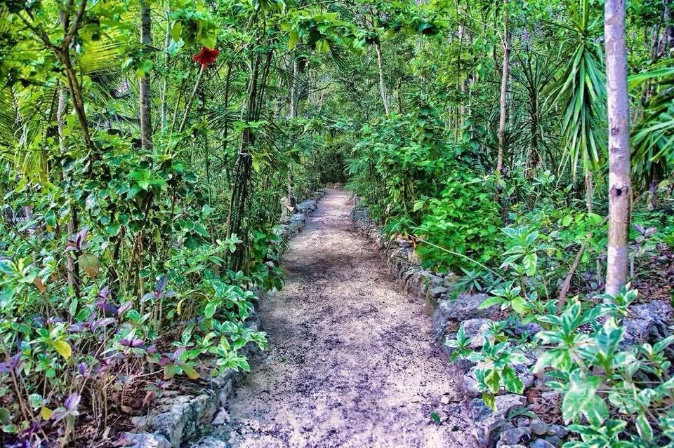 Retraite Ayahuasca, Mexique