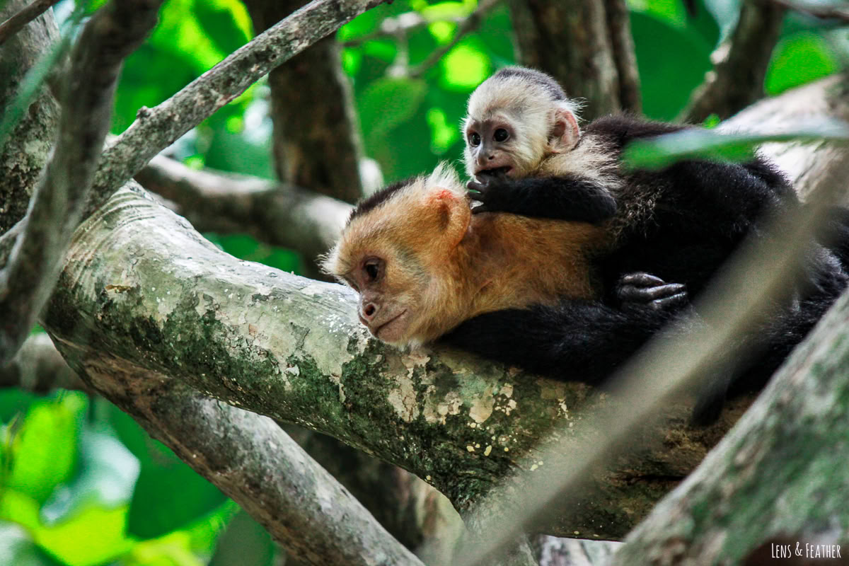 Excursion d’une journée à Manuel Antonio (une excursion d’une journée à San Jose)