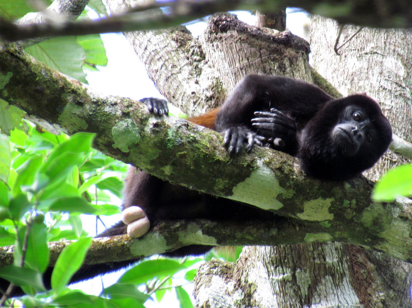 Excursion d’une journée à Manuel Antonio (une excursion d’une journée à San Jose)