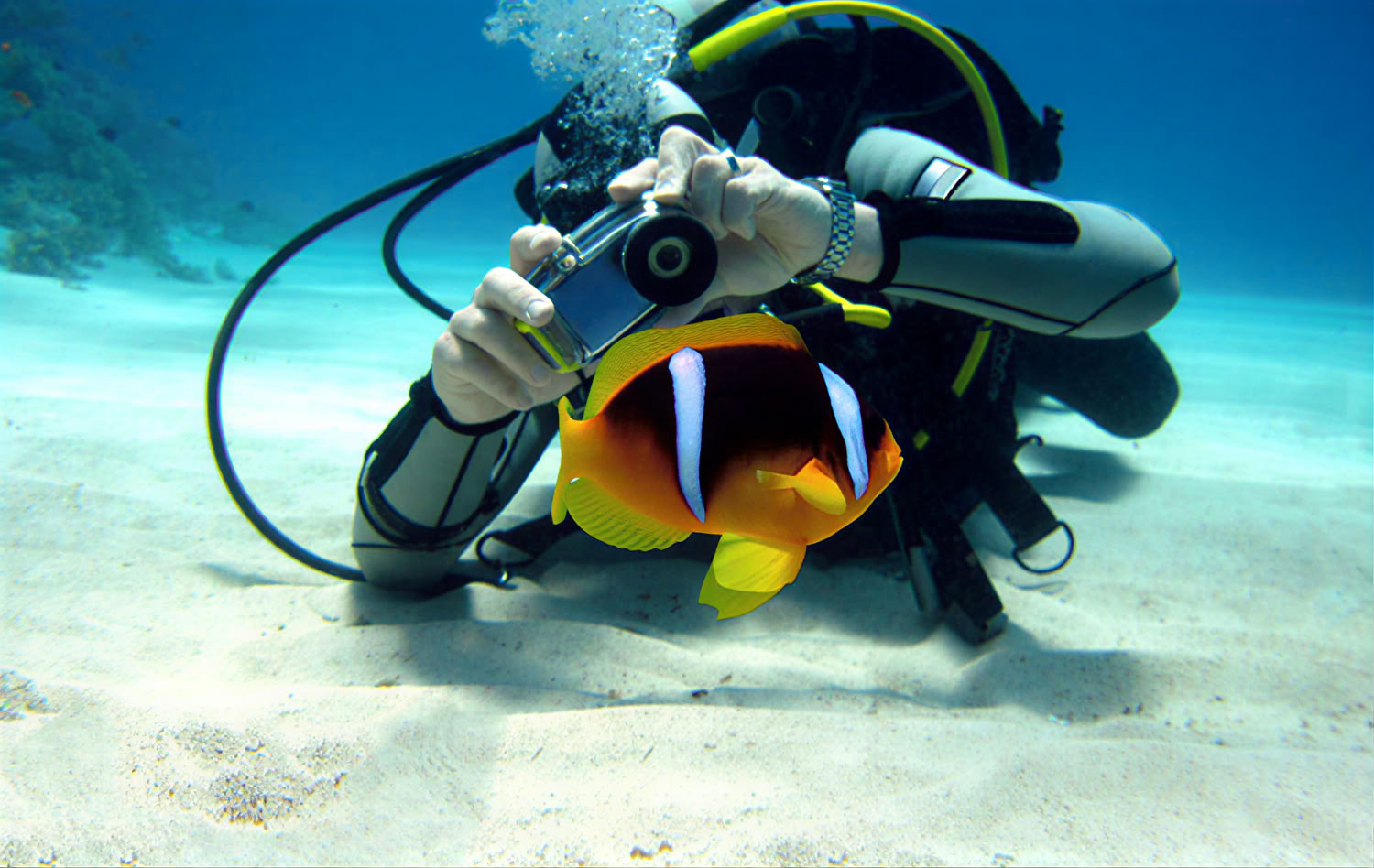 Photographie sous-marine – Point & Shoot