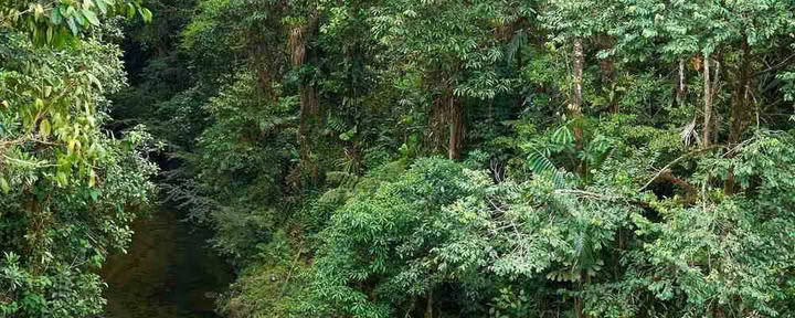 Retraite d’initiation à l’ayahuasca : 7 et 14 jours – 10-31 janvier 2027
