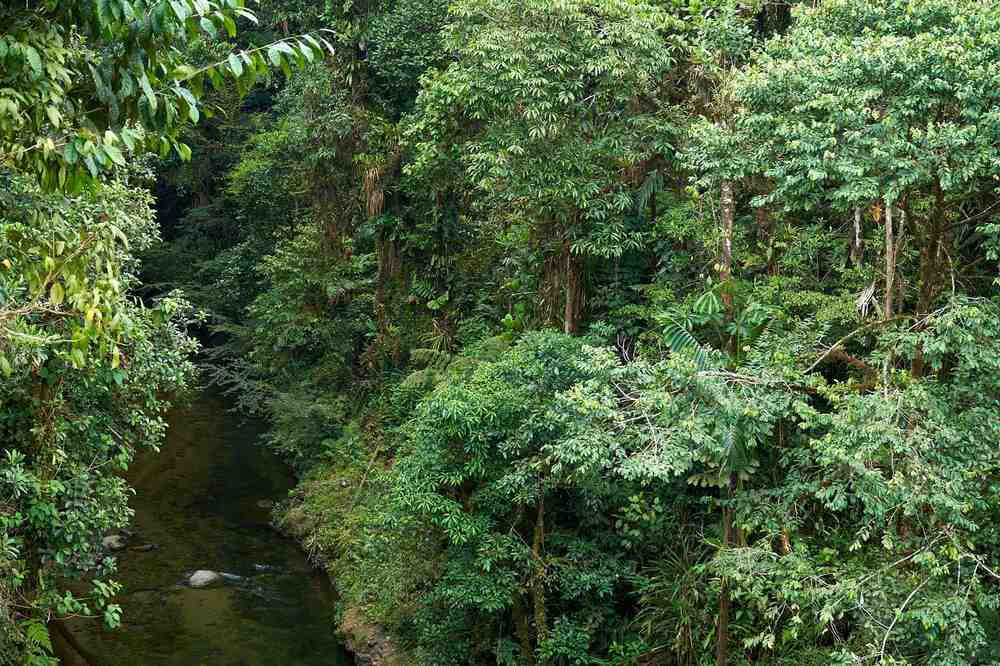 Retraite d'initiation à l'ayahuasca : 7 et 14 jours – 3-24 février 2027