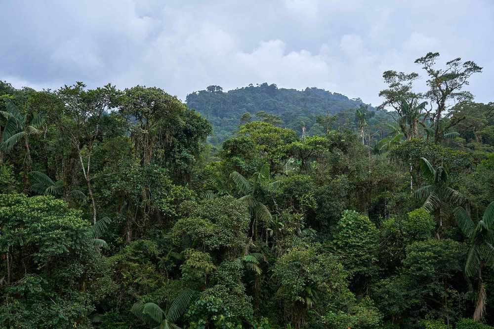 Retraite d'initiation à l'ayahuasca : 7 et 14 jours – 3-24 février 2027