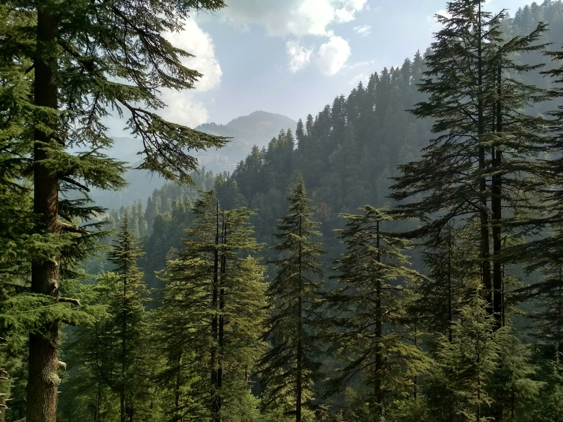 Sentiers forestiers vers des hameaux cachés : retraite himalayenne de Sojha, Tirthan et Sonaugi