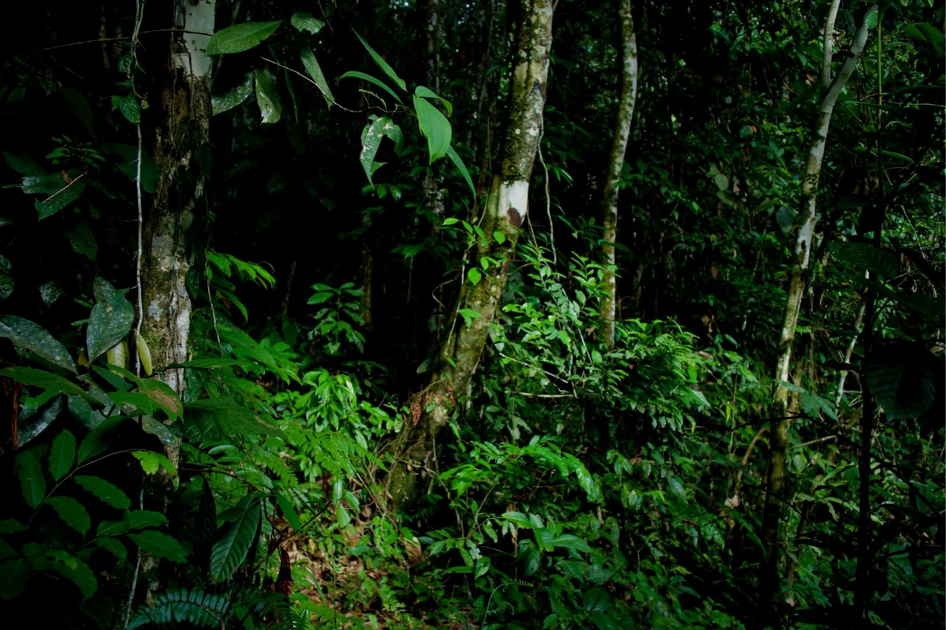 Expérience privée dans la jungle