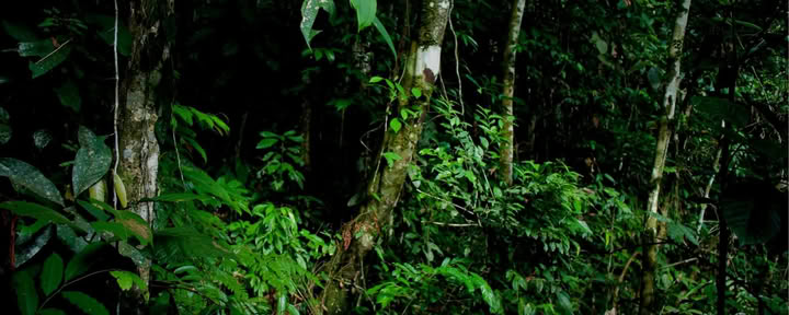 Expérience privée dans la jungle