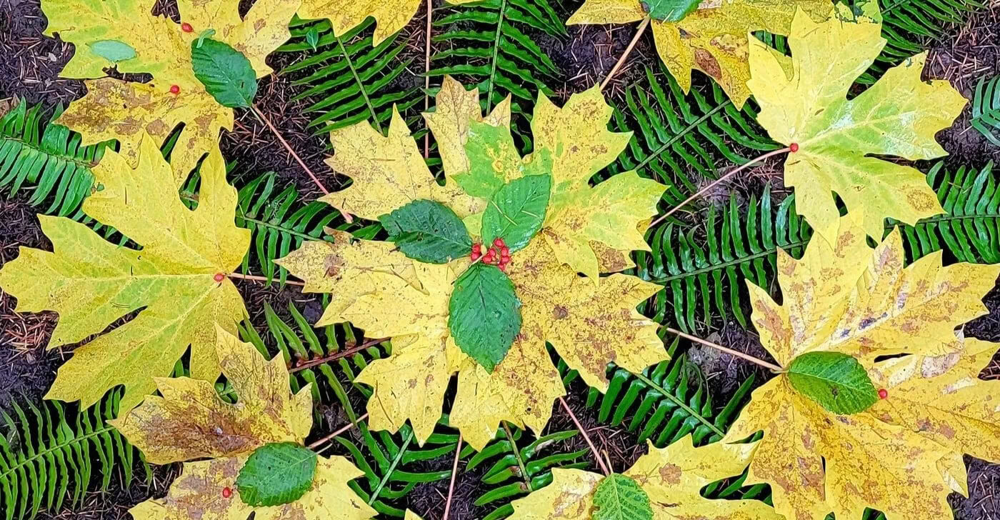 Art dans la nature sauvage