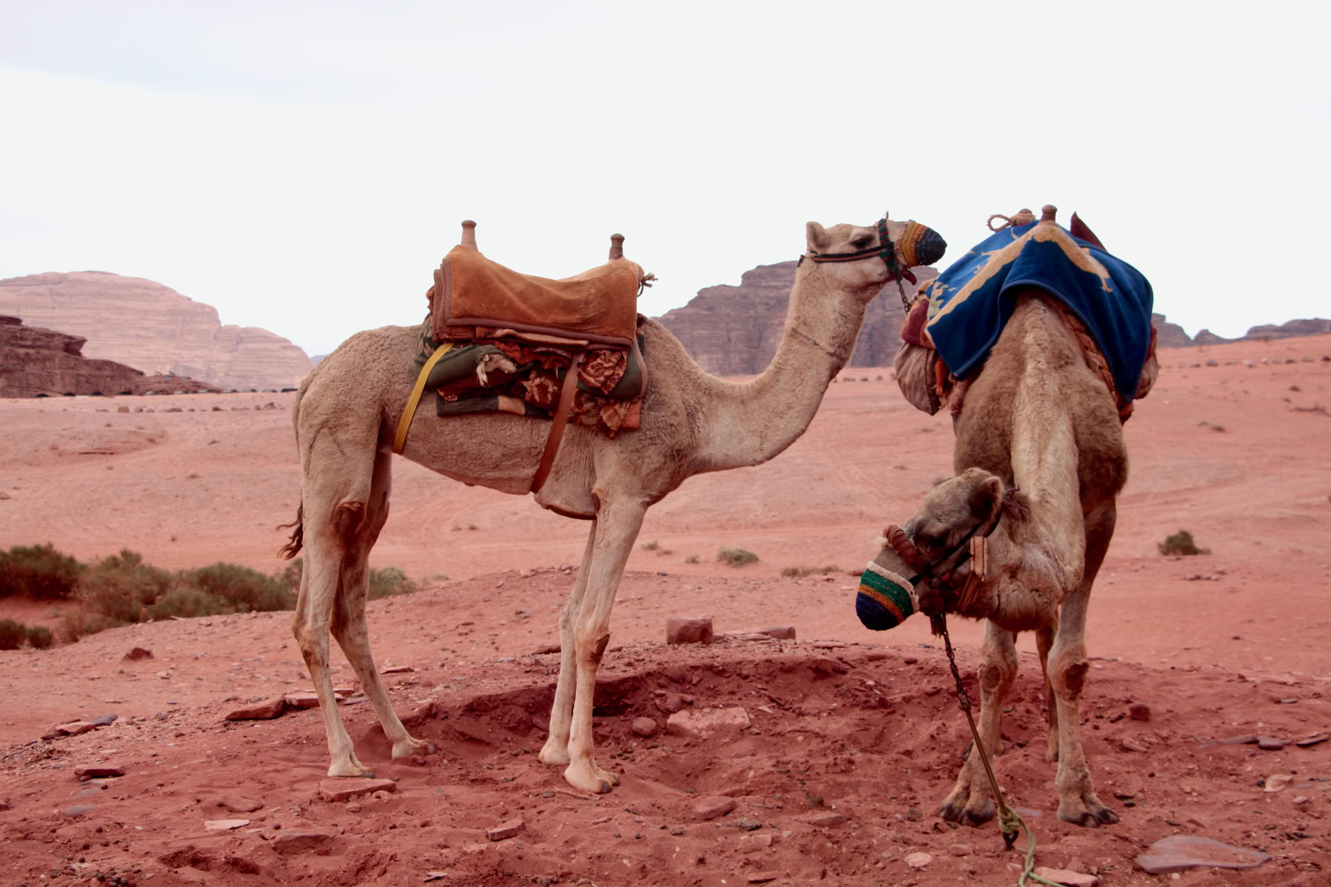 Trekking à dos de chameau dans le Wadi Rum
