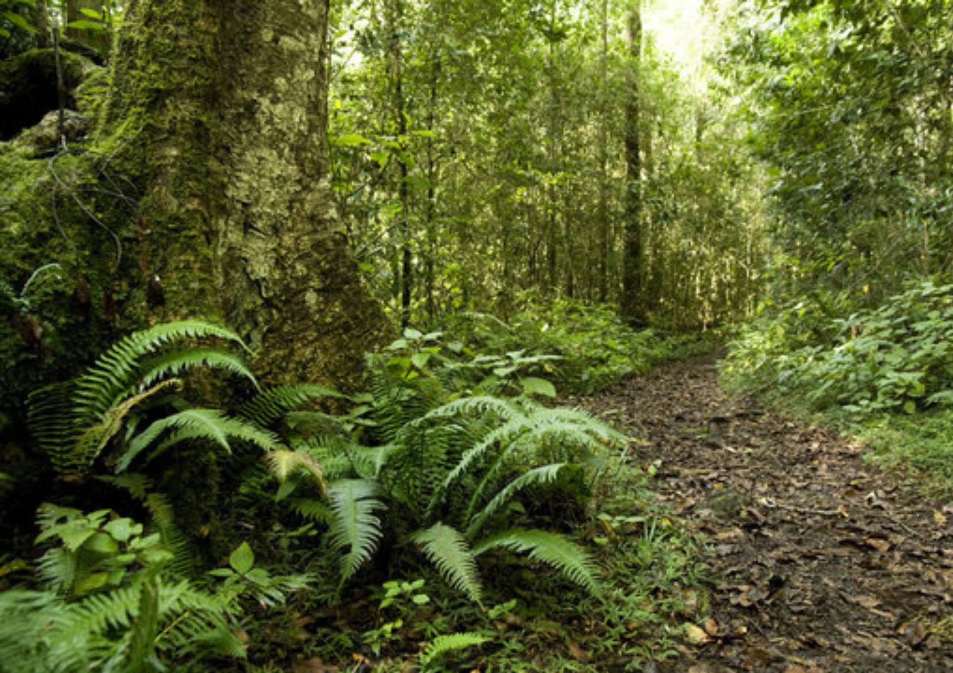 La Promenade en Forêt
