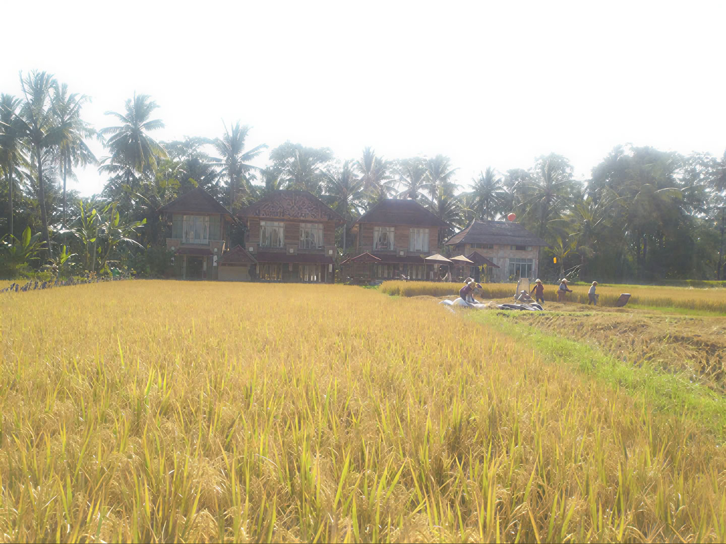 Retraite de yoga inoubliable de 7 jours à Firefly Retreat Bali