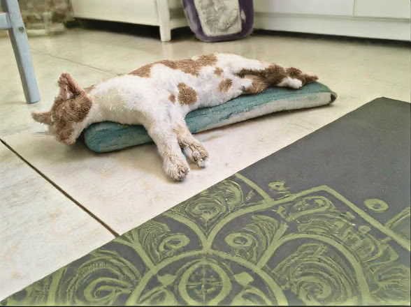Le cours d’art du massage