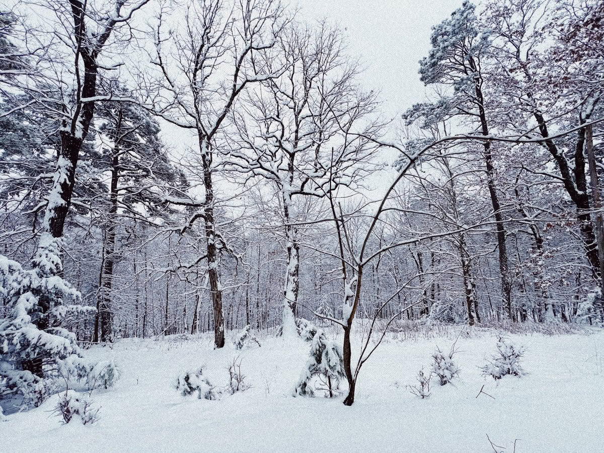 ForREST Retreat : Week-end d’hibernation hivernale — Wild Nature Retraites