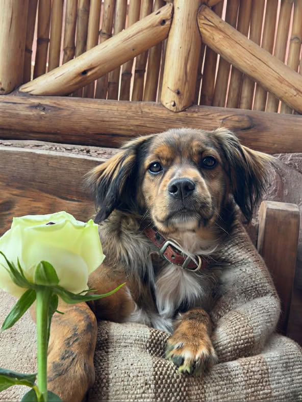 Cérémonie d’Ayahuasca