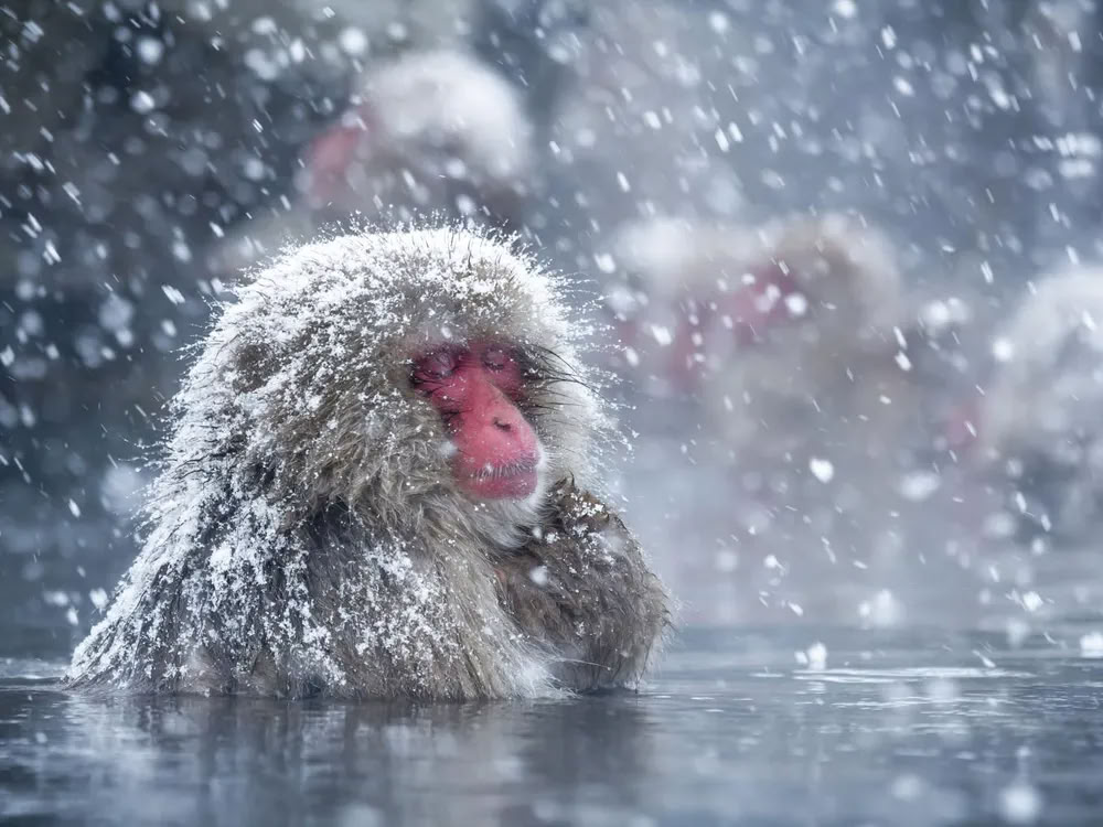 Retraite de la déesse de la neige