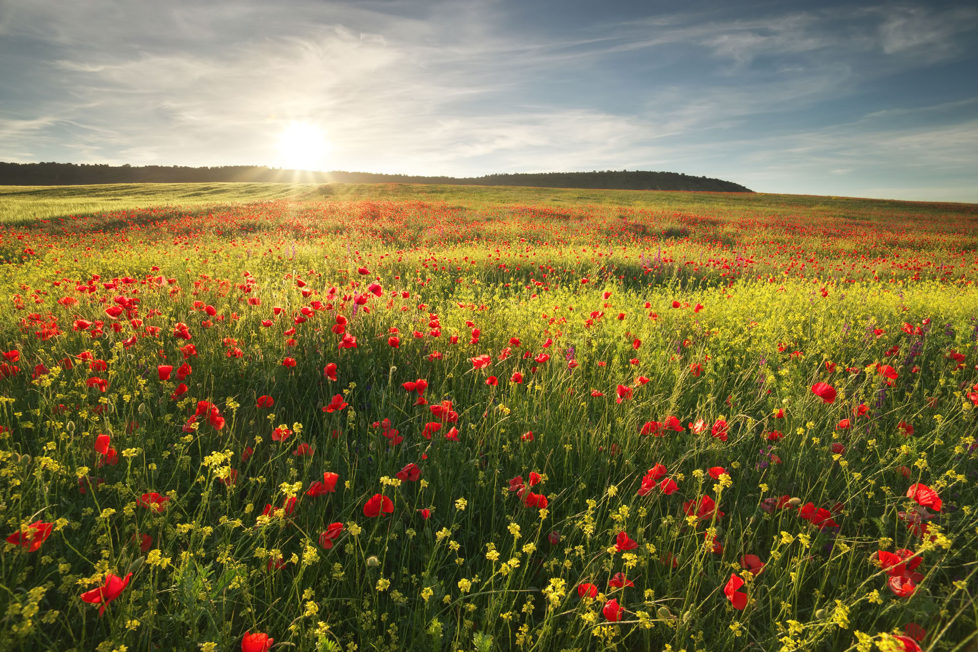 Healthy Heart Reset : Un chemin vers le bien-être