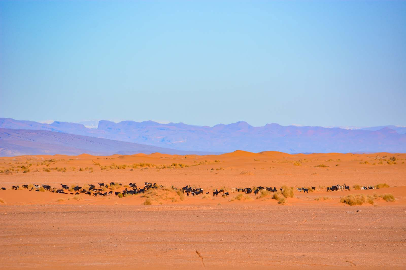 8 jours de voyage de Marrakesh au désert via Merzouga