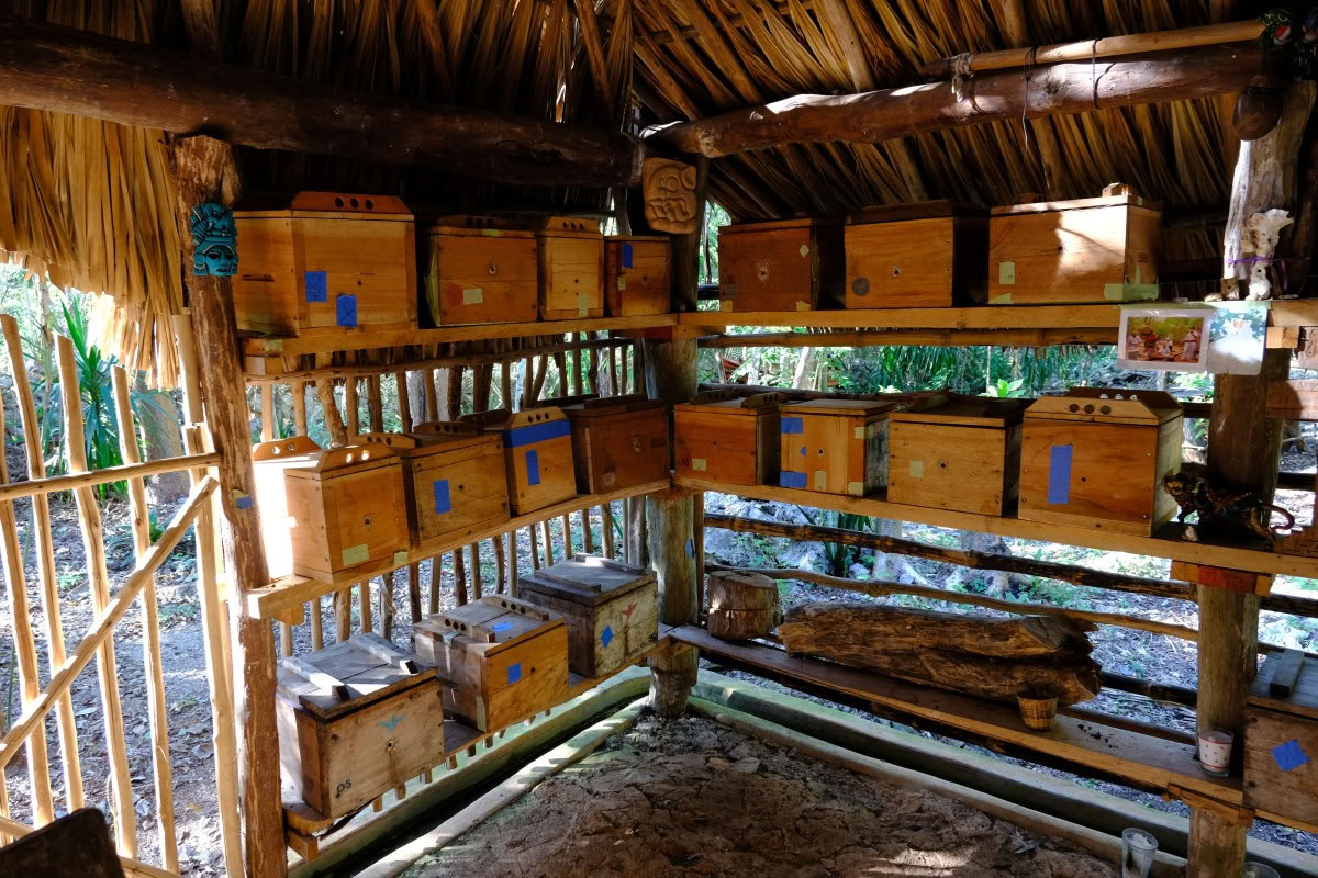 Rencontre avec un guérisseur maya à Coba