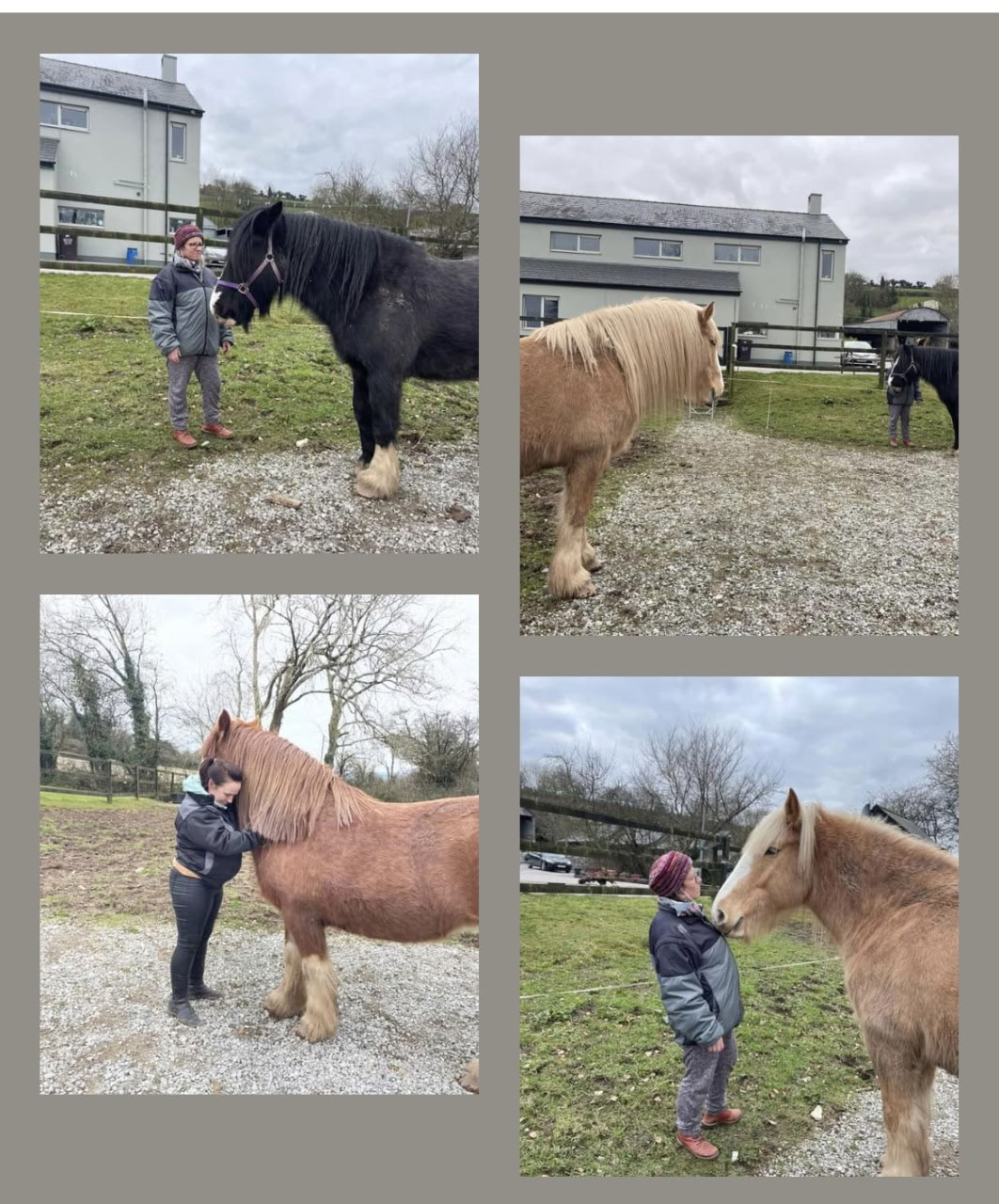 Entrer dans le partenariat avec les chevaux