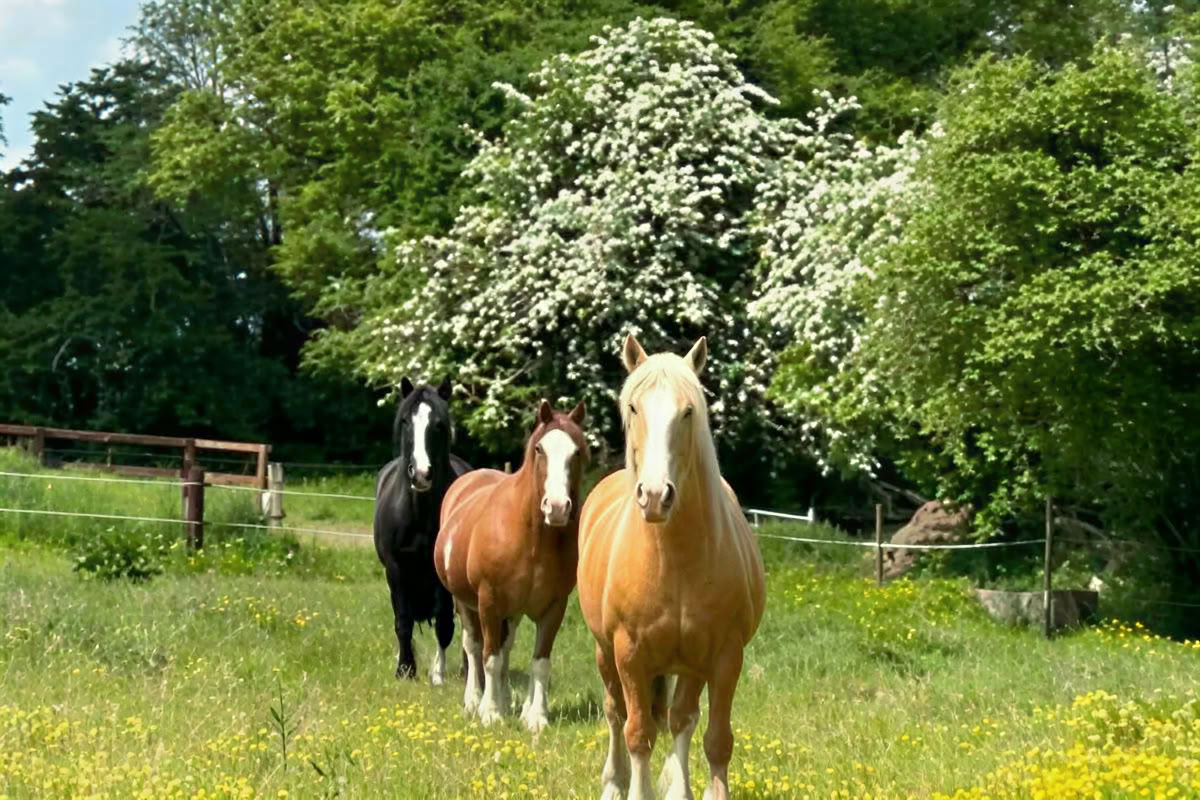 Entrer dans le partenariat avec les chevaux