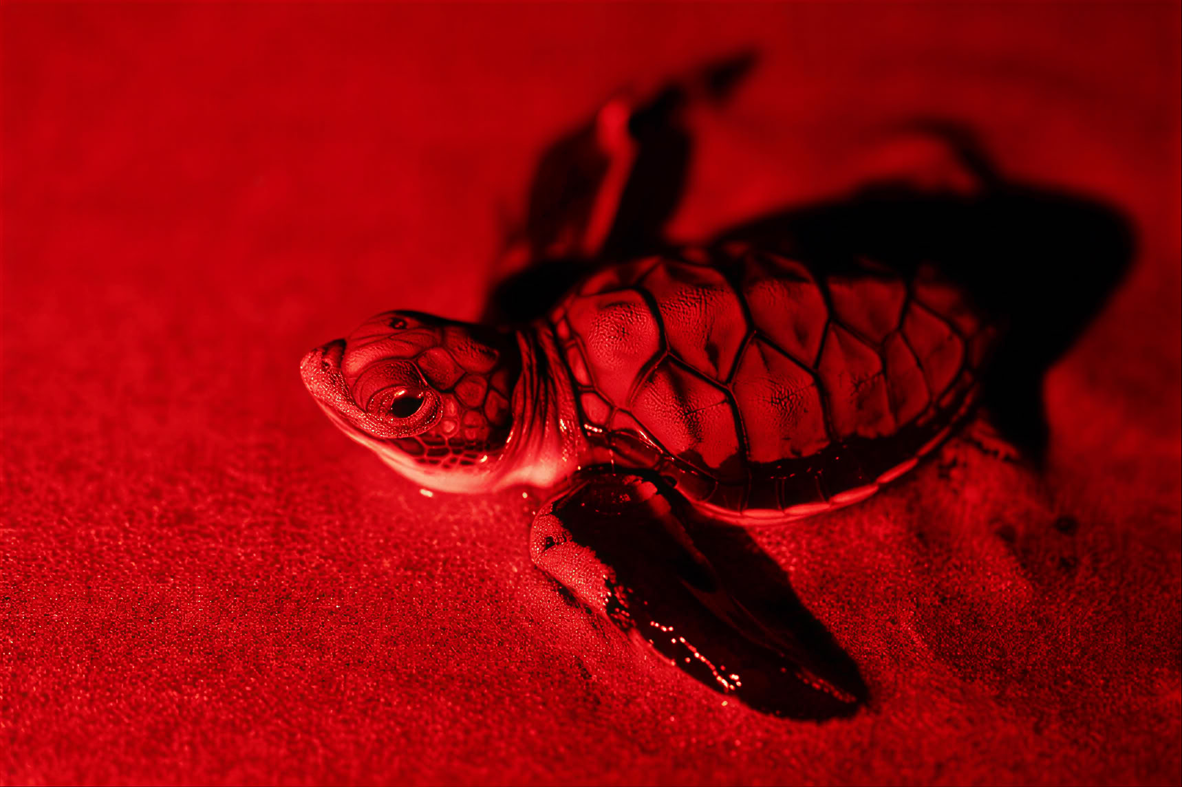 Observation des tortues