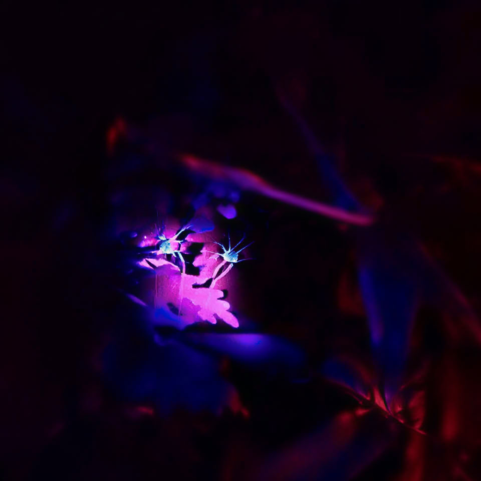 Promenade nocturne dans la forêt tropicale d'El Yunque