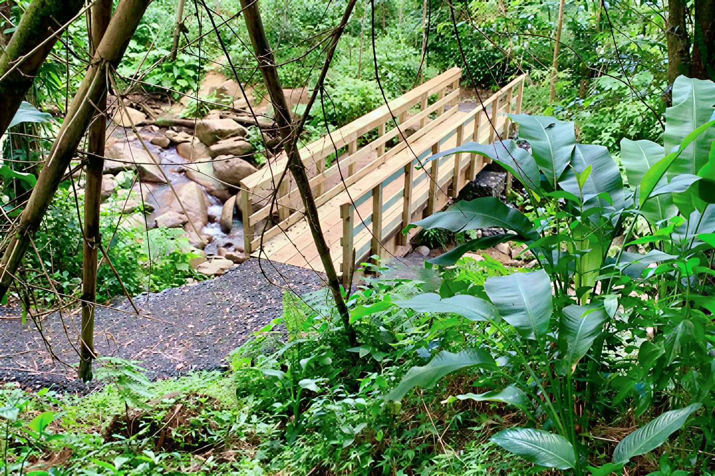 Promenade nature sauvage et pittoresque en forêt tropicale jusqu’à l’aventure de la rivière