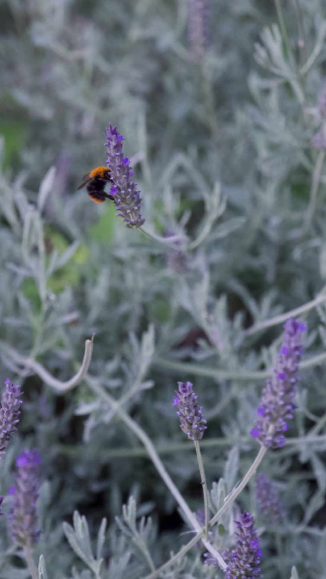 Harmonise Yoga & Bien-être Retraite