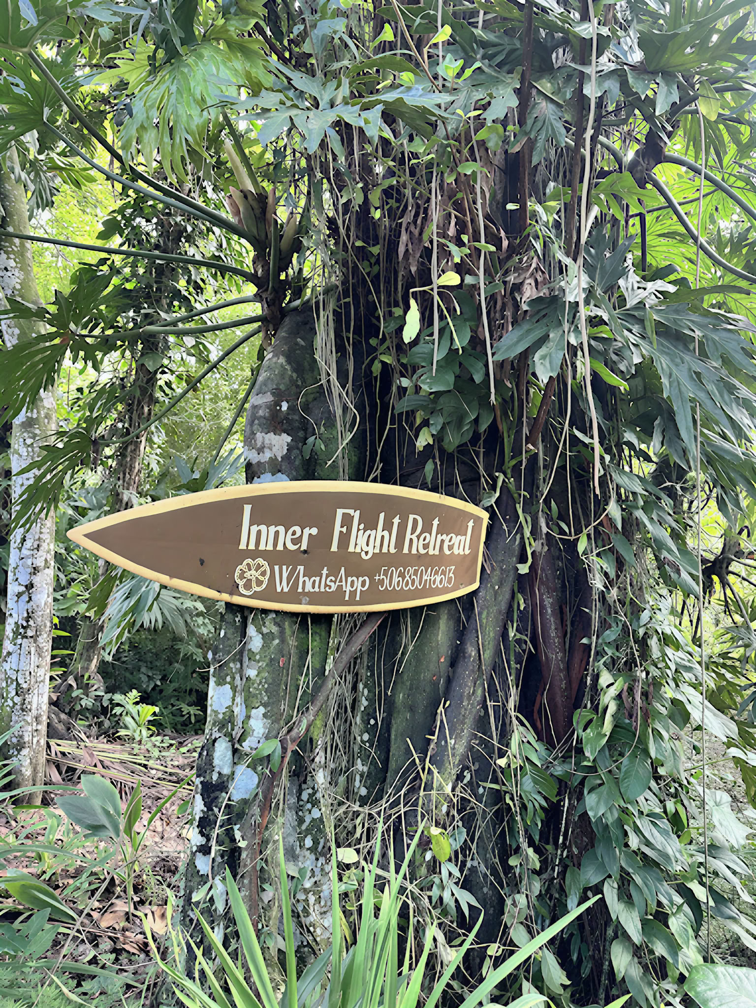 Cérémonie d'Ayahuasca Shipibo