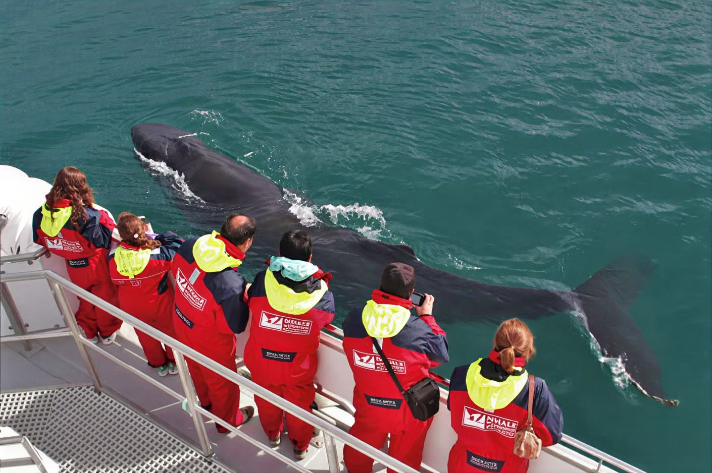 Observation des Baleines – 100% Observation des Baleines