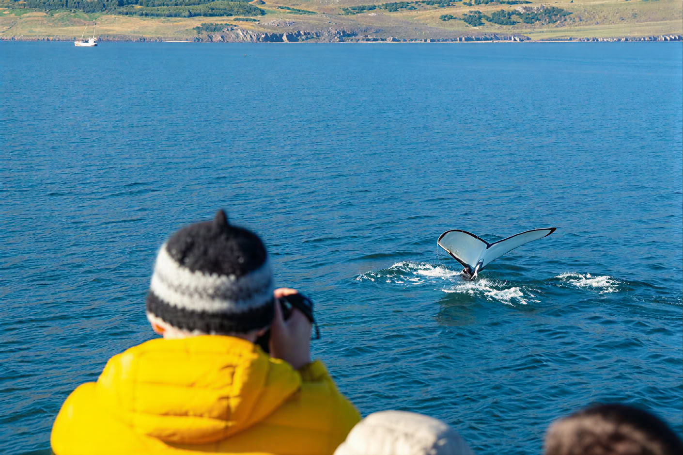 Observation des Baleines – 100% Observation des Baleines