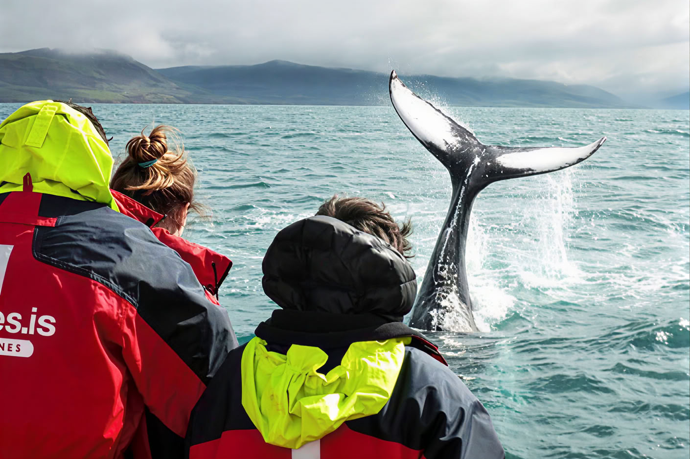 Observation des Baleines – 100% Observation des Baleines