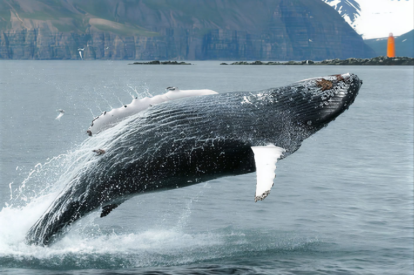 Observation des Baleines – 100% Observation des Baleines