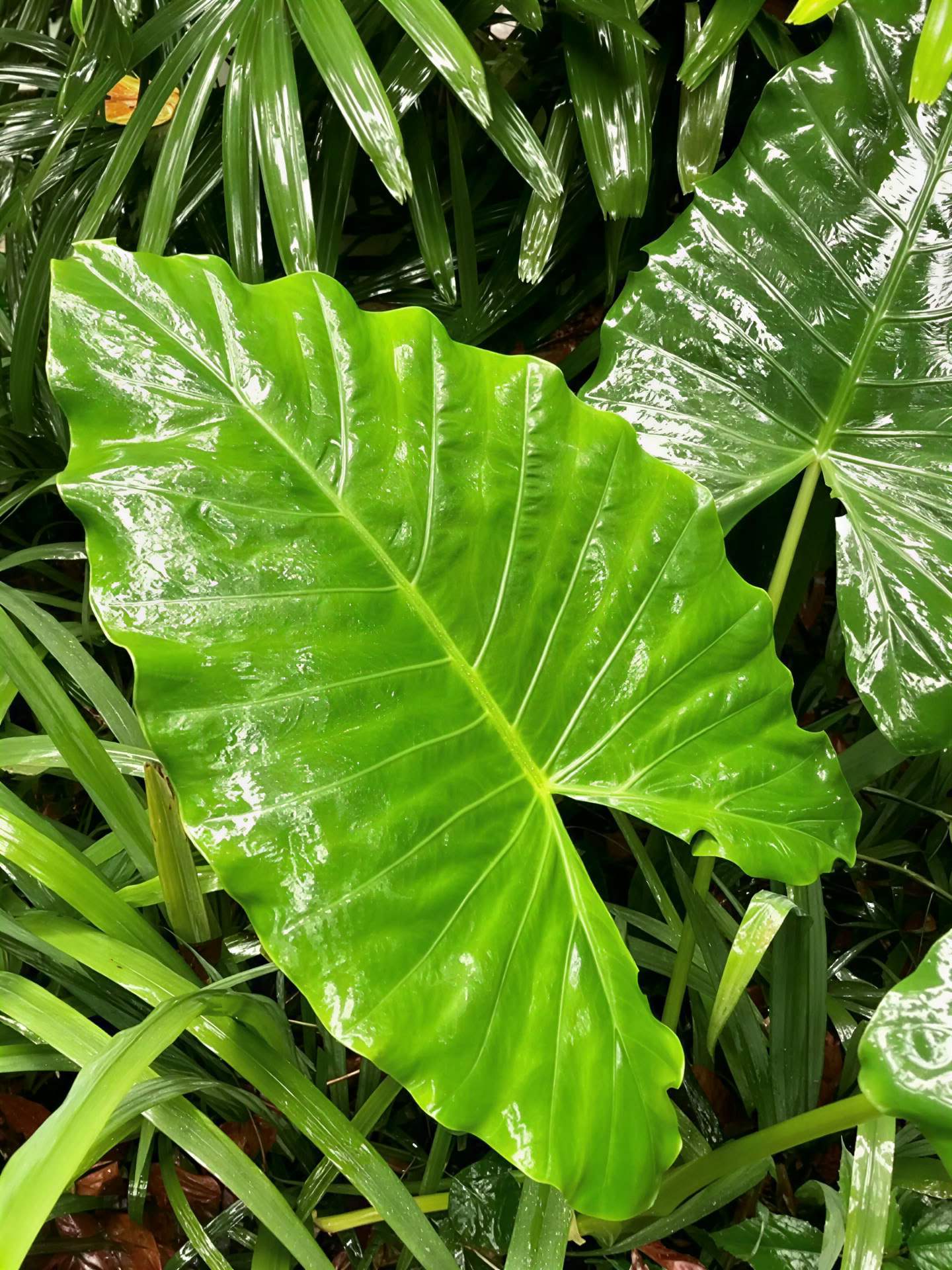 BE Porté par la jungle