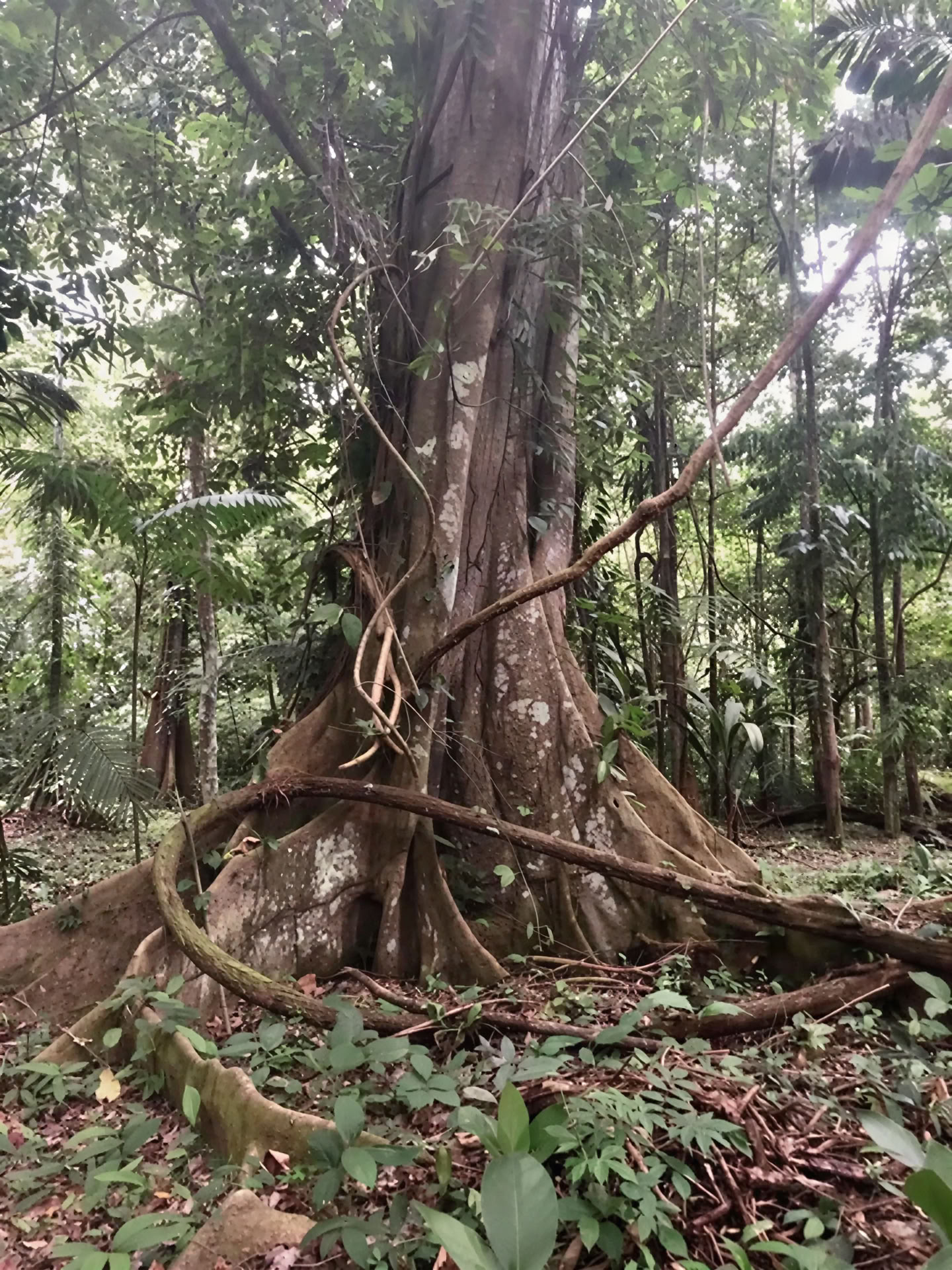 BE Porté par la jungle
