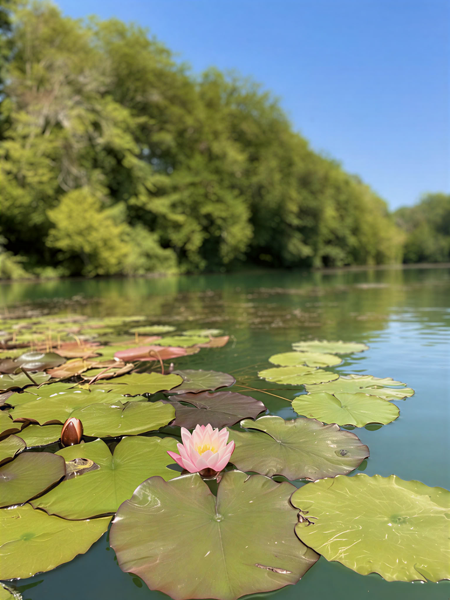 Semaine d’Asanas avancées
