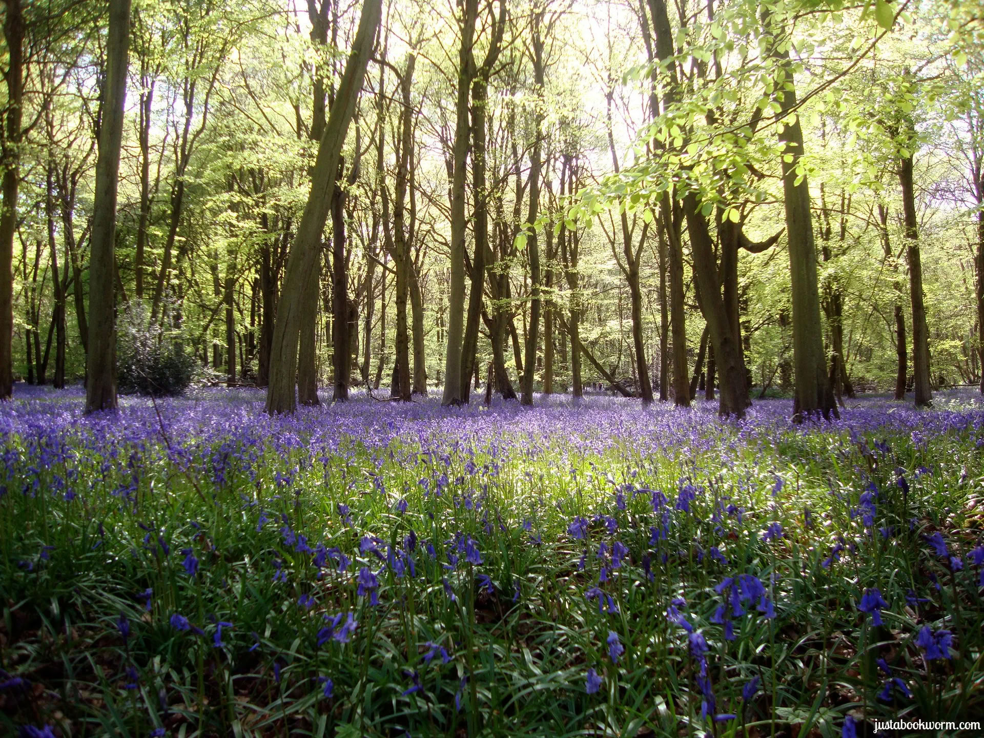 Creative Cooking, Conscious Eating et Yoga retraite, Cotswolds, Oxfordshire