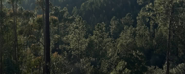 Shinrin Yoku Bain de forêt