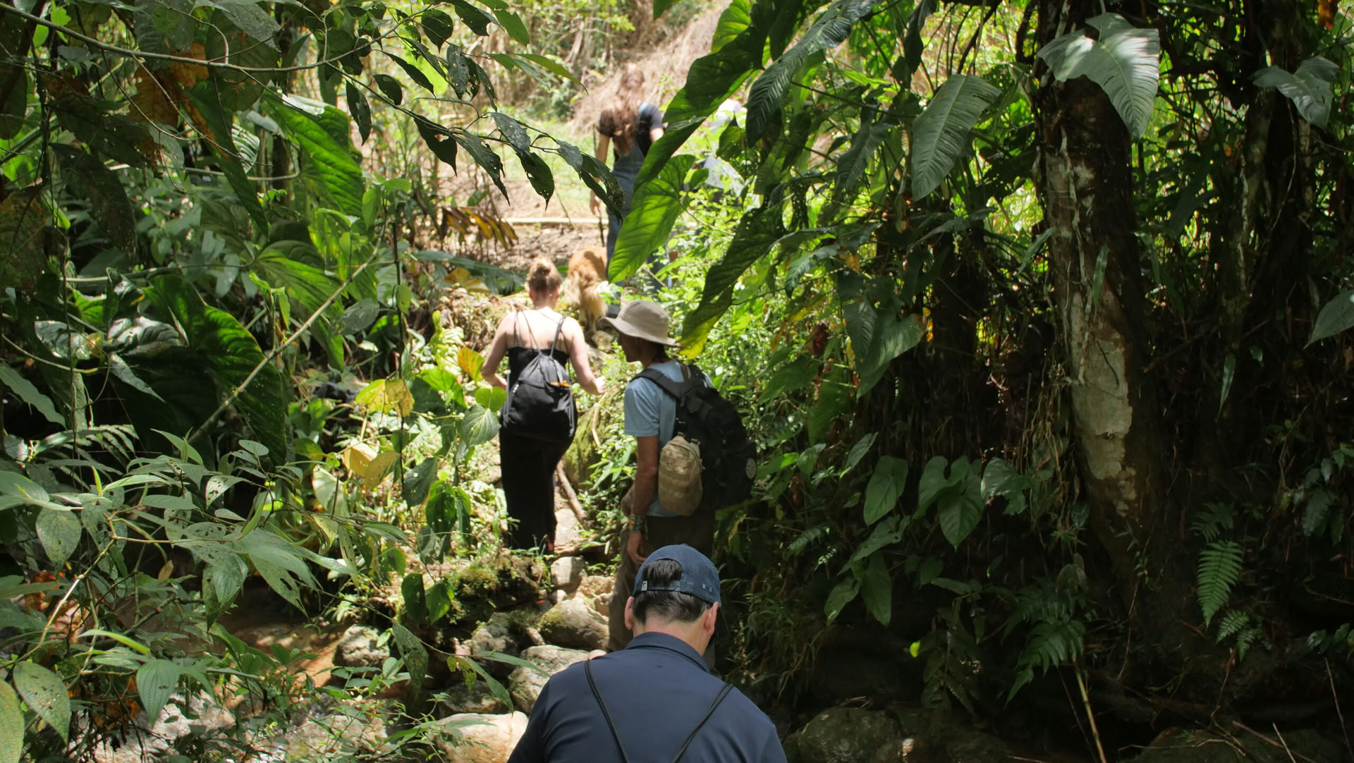 Ayahuasca & Voyage Somatique