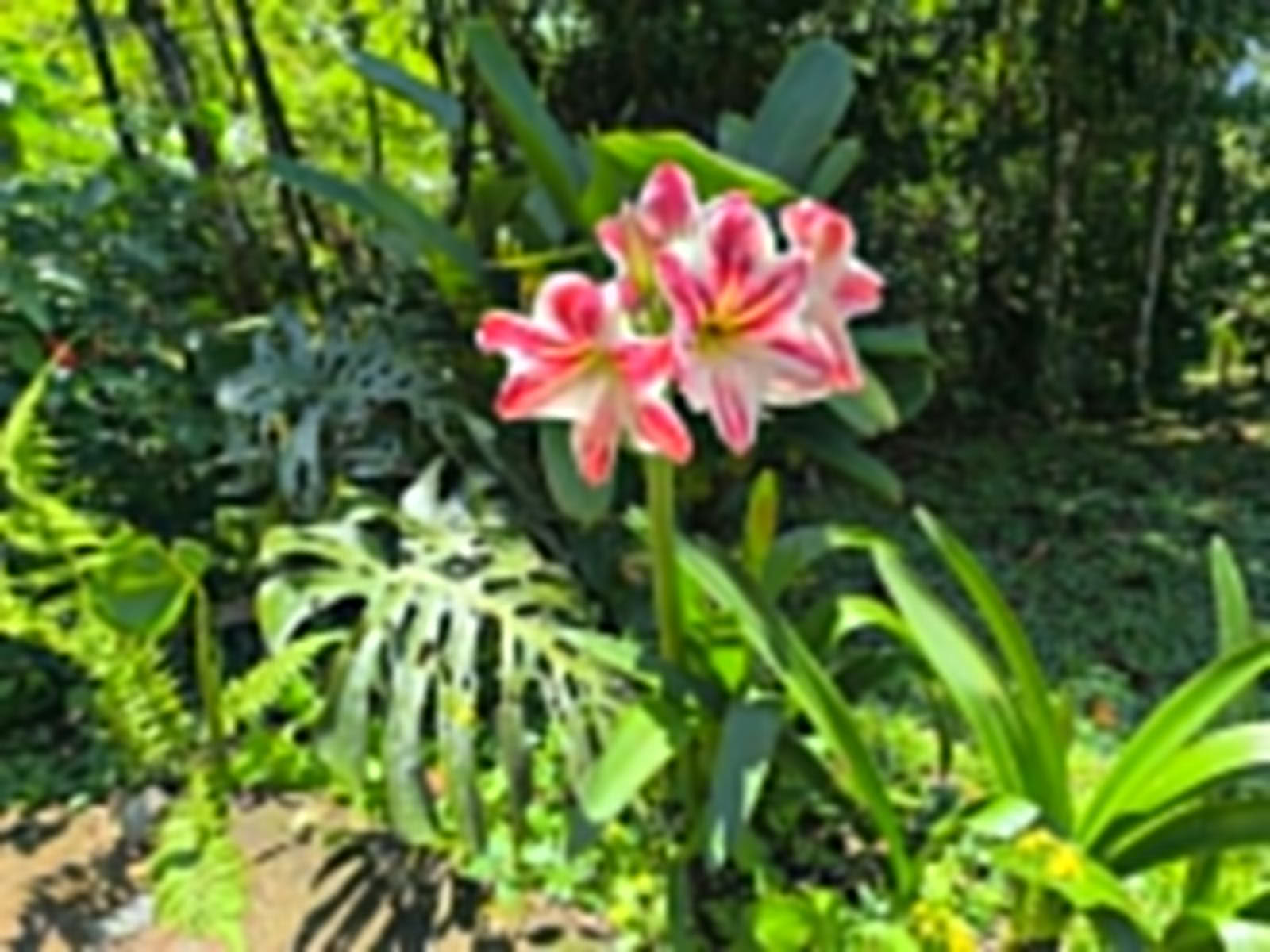 Ayahuasca & Voyage Somatique